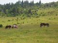 Ponies greeting us on the return.jpg